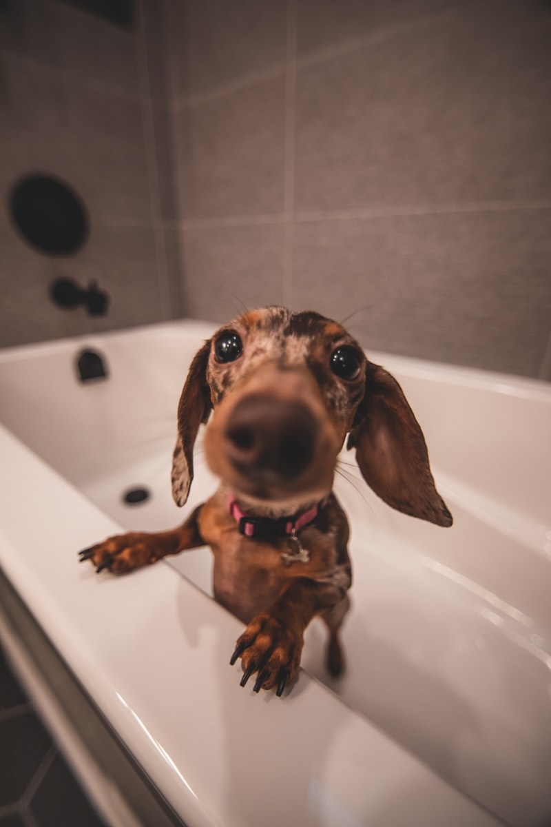 A little dachshund sitting in the bathtub, looking up curiously