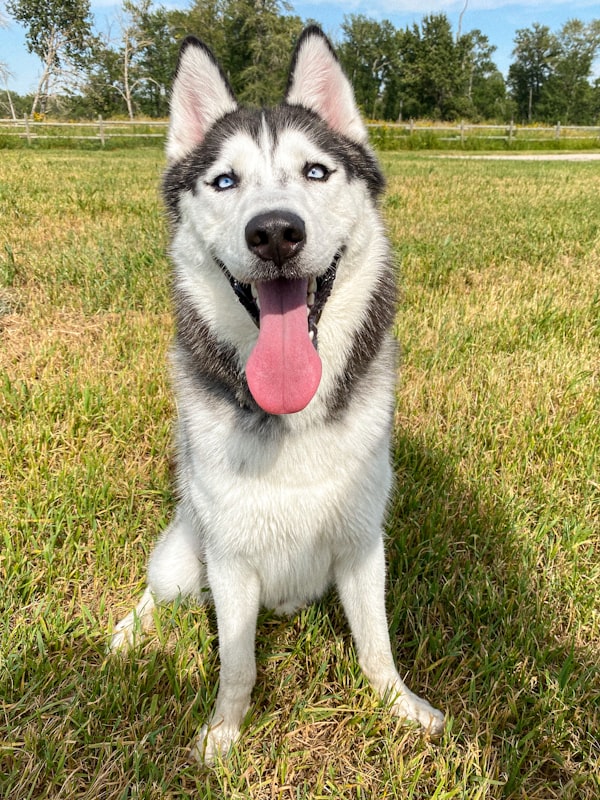 Siberian husky in grass