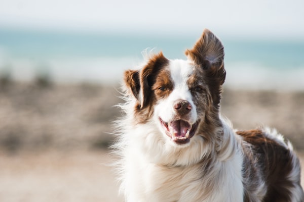 Border collie in half profile