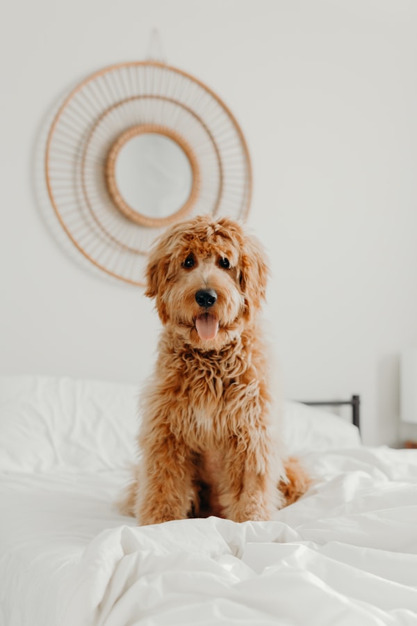 Small fluffy dog with curls