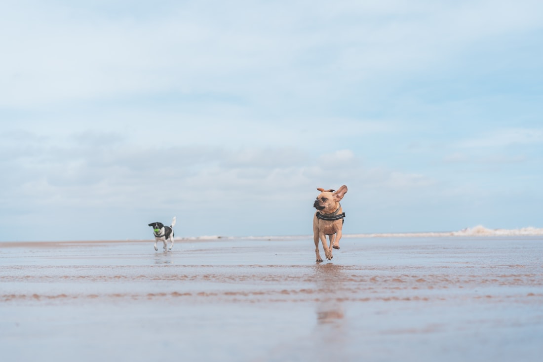 Two small dogs running on a wide, flat beach at low tide