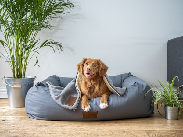 A dog resting in its basket in a bright room with plants