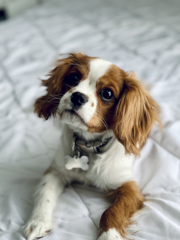 A cavalier sitting up on the bed, keeping watch
